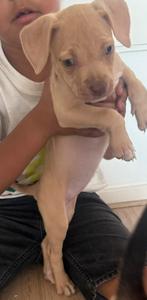 AMERICAN BULLY XL TE KOOP , MOGEN DIRECT MEE !, Rabiës (hondsdolheid), 8 tot 15 weken, Bulldog, Meerdere
