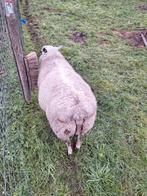 Beste ram, Dieren en Toebehoren, Mannelijk, Schaap, 0 tot 2 jaar