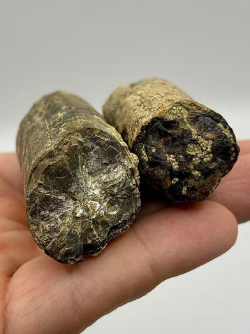 2 snijtanden Hexaprotodon (Nijlpaard) beschikbaar voor biedingen