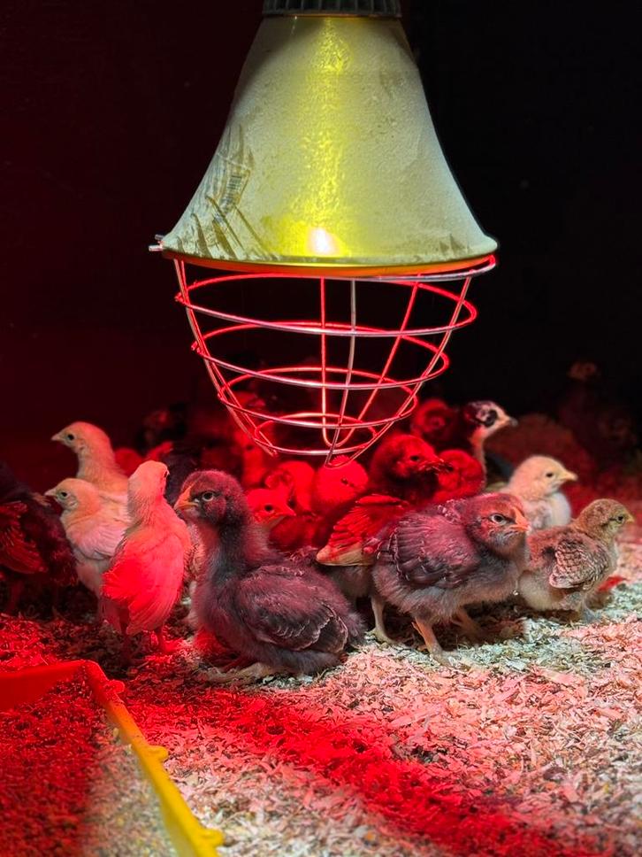 Kuikens te koop, Dieren en Toebehoren, Pluimvee | Toebehoren, Zo goed als nieuw, Overige typen, Ophalen of Verzenden