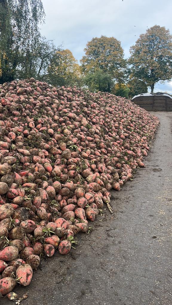 Voederbieten te koop, Zakelijke goederen, Agrarisch | Veevoer, Ophalen