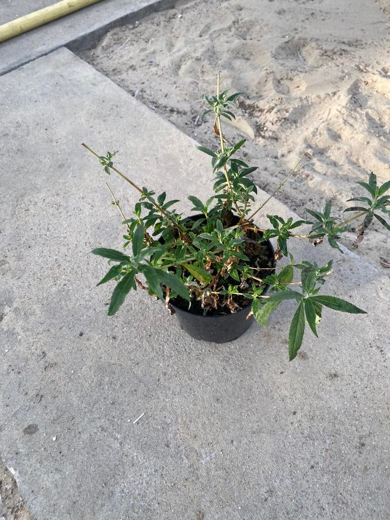 Drie kleurige vlinderstruik, Tuin en Terras, Planten | Struiken en Hagen, Ophalen, Vlinderstruik, Minder dan 100 cm