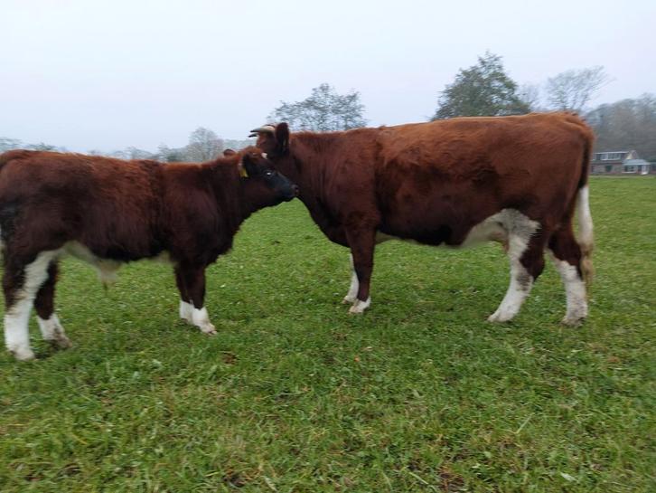 Brandrood stiertje, Dieren en Toebehoren, Schapen, Geiten en Varkens, Geit, Vrouwelijk