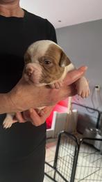 Nog drie mooie Amerikaanse bulldogs pups, Dieren en Toebehoren, Honden | Bulldogs, Pinschers en Molossers, CDV (hondenziekte)
