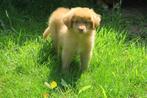 Prachtige Nova Scotia Duck Toller Retriever pups, Dieren en Toebehoren, Nederland, CDV (hondenziekte), 8 tot 15 weken, Meerdere
