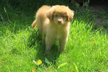 Prachtige Nova Scotia Duck Toller Retriever pups beschikbaar voor biedingen