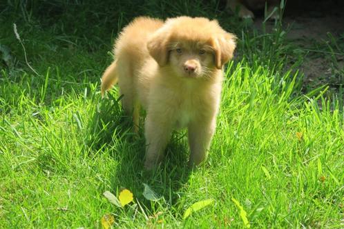 Prachtige Nova Scotia Duck Toller Retriever pups, Dieren en Toebehoren, Honden | Retrievers, Spaniëls en Waterhonden, Reu, Overige rassen