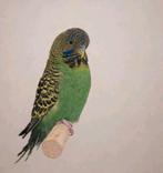 Blackface split blackwing man, Dieren en Toebehoren, Mannelijk, Parkiet, Geringd