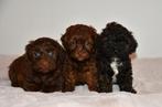 Boomer X Toy poedel pups (mini Doodle) uit geteste ouders, Nederland, Overige rassen, CDV (hondenziekte), 8 tot 15 weken