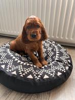 Ierse Setter Pups LAATSTE 2 REUTJES, Dieren en Toebehoren, Rabiës (hondsdolheid), 8 tot 15 weken, Meerdere, Meerdere dieren
