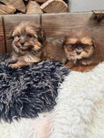Boompoo pups, Parvo, Nederland, Overige rassen, 8 tot 15 weken