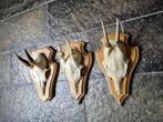 3 leuke ree geweien samen € 18 jacht mancave overkapping c63, Ophalen of Verzenden, Hert, Gewei of Kop