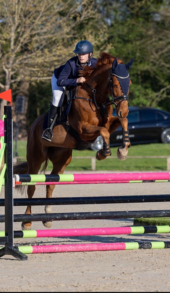 Talent volle vos merrie, Dieren en Toebehoren, Paarden, Merrie, 160 tot 165 cm, 11 jaar of ouder, Springpaard