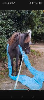 Luxe Apalousa hengst, Dieren en Toebehoren, Ophalen of Verzenden, Nieuw, Overige soorten