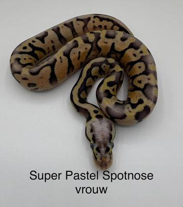 Koningspython Python regius Super Pastel Spotnose vrouwtje beschikbaar voor biedingen