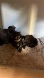 Prachtige maincoon kittens, Dieren en Toebehoren, Poes