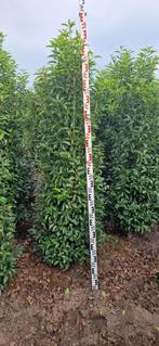 Portugese laurier - Prunus lus. Angustifolia - Diverse maten, Tuin en Terras, Haag, Laurier, Ophalen of Verzenden, 100 tot 250 cm