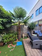 Palmboom, Ophalen, Zomer, Volle zon, Palmboom