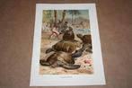 Antieke kleurenlitho - Jacht op soepschildpad - Ca 1900 !!, Ophalen of Verzenden
