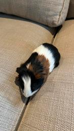 Cavia’s zeugje en beertje, November, Meerdere dieren, Cavia