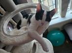 2 lieve kittens te koop!, Dieren en Toebehoren, Meerdere dieren
