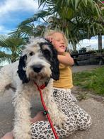 Labradoodle Multigen Pups puppy jonge hond Doodle Labrador, Dieren en Toebehoren, Honden | Retrievers, Spaniëls en Waterhonden