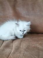 Wij mogen verhuizen. 2 ragdoll lilac point., Dieren en Toebehoren, Katten en Kittens | Raskatten | Langhaar, Meerdere dieren, Ontwormd