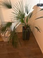 Palm in Pot, 100 tot 150 cm, Palm, In pot, Groene kamerplant