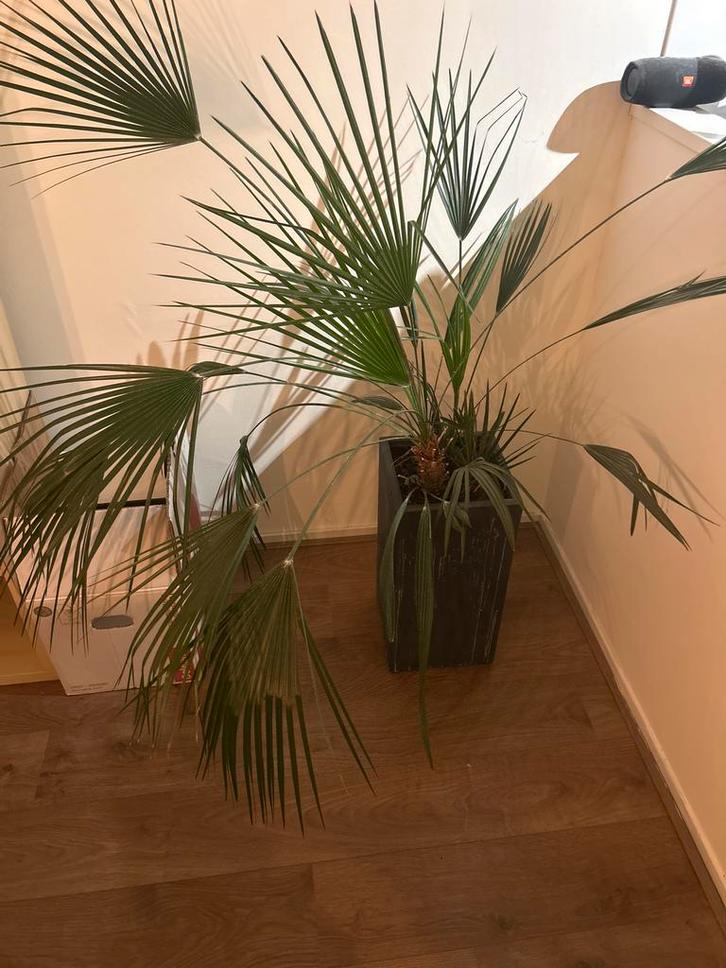 Palm in Pot, Huis en Inrichting, Kamerplanten, Palm, 100 tot 150 cm, Groene kamerplant, Halfschaduw, In pot, Ophalen of Verzenden