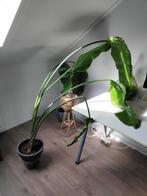Strelitzia met bloempot, Ophalen, Halfschaduw, Minder dan 100 cm