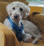 Lieve speelse labradoodle teefje Julia zoekt nieuw thuis, Dieren en Toebehoren, Honden | Niet-rashonden, CDV (hondenziekte), 1 tot 2 jaar