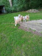 Camel kleurige dwerggeiten te koop, Dieren en Toebehoren, Schapen, Geiten en Varkens, Meerdere dieren, Geit