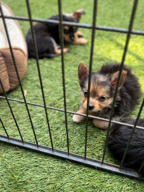 chihuahua puppy’s, Dieren en Toebehoren, Honden | Chihuahua's en Gezelschapshonden, Meerdere dieren, Chihuahua, Particulier, Meerdere