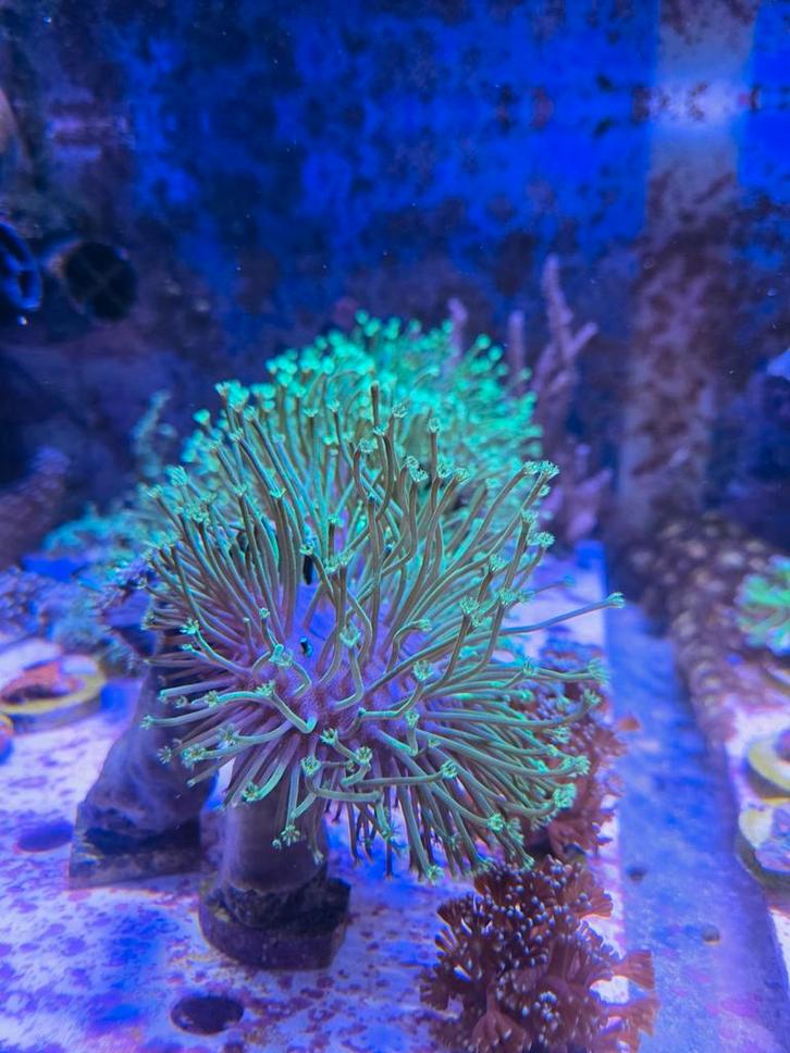 Grote weeping willow stekken, Dieren en Toebehoren, Vissen | Aquaria en Toebehoren, Nieuw, Plant(en), Steen of Hout, Ophalen of Verzenden