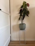 Grote plant met plantenstandaard, Ophalen, 100 tot 150 cm, Overige soorten, Halfschaduw