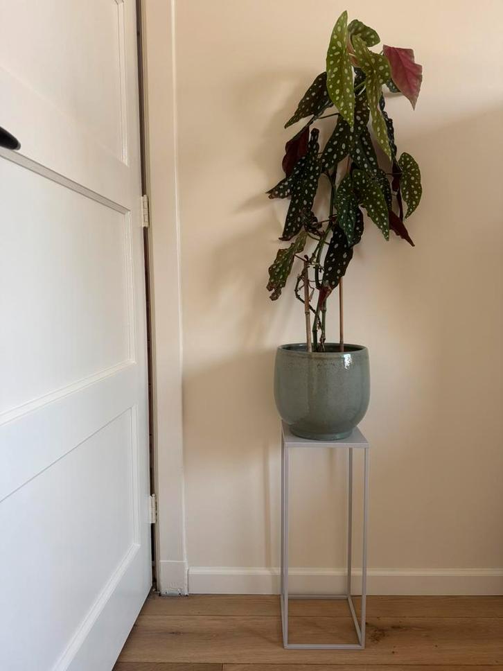 Grote plant met plantenstandaard, Huis en Inrichting, Kamerplanten, Overige soorten, 100 tot 150 cm, Groene kamerplant, Halfschaduw