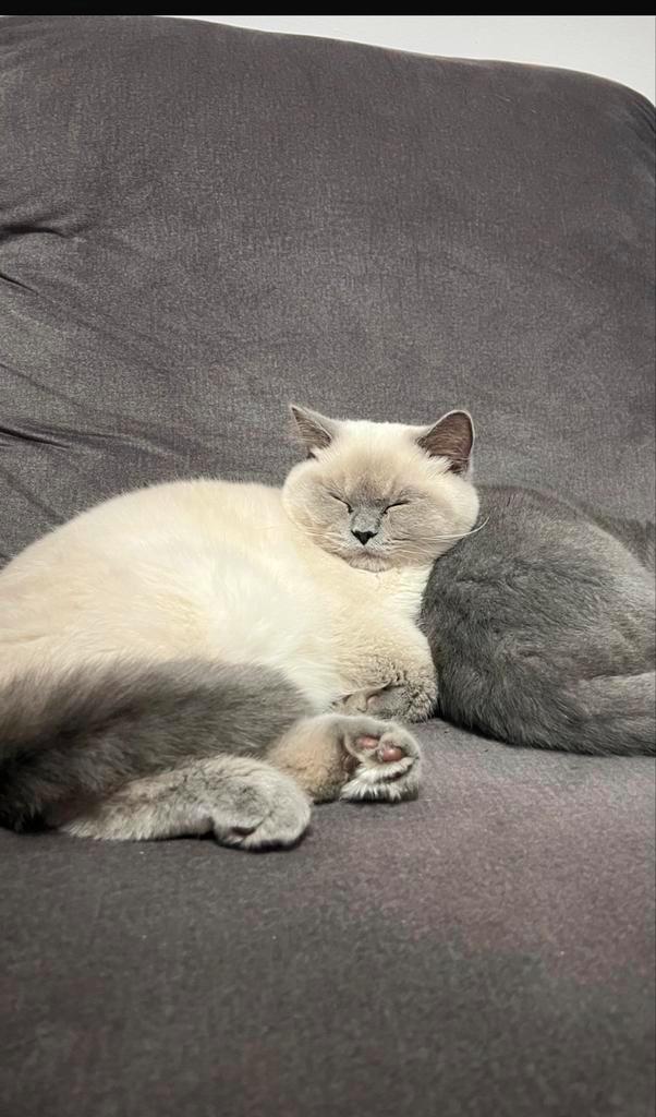 Bij dezs verkoop ik mijn briste korthaar [gecastreerd], Dieren en Toebehoren, Katten en Kittens | Dekkaters, 0 tot 2 jaar