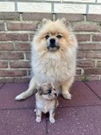 Pomeriaan pups, Dieren en Toebehoren, Honden | Poolhonden, Keeshonden en Oertypen, Keeshond, 8 tot 15 weken, Meerdere, Meerdere dieren