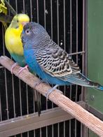 blackface man 2024, Dieren en Toebehoren, Meerdere dieren, Papegaai, Geringd