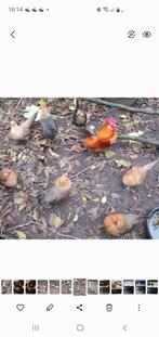 Trio Hollandse krieltjes.2 hennetjes en 1 haantje, Dieren en Toebehoren, Pluimvee, Meerdere dieren, Kip