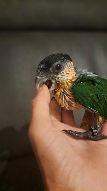 Super tamme caique beschikbaar voor biedingen