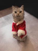 Jonge Britse korthaar blauw creme poes zoekt een nieuw thuis, Poes, 0 tot 2 jaar