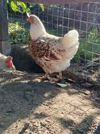3 wyandotte kippen 25 weken oud, Dieren en Toebehoren, Pluimvee, Vrouwelijk, Kip