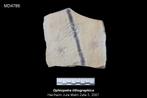 Fossiele Slangster Ophiopetra, Ophalen of Verzenden, Fossiel