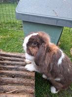 Prachtige choco bont met blauwe ogen hangoor dwerg, Dieren en Toebehoren, Konijnen, Mannelijk, Dwerg, Hangoor