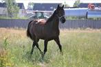 Super lieve aanhankelijke 9 jarige Iers volbloed, Dieren en Toebehoren, Paarden, B, Ruin, Dressuurpaard, Ontwormd