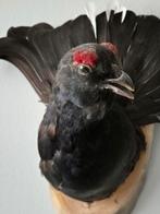 Taxidermie, opgezette mooie Korhoen, borststuk om te hangen, Verzamelen, Dierenverzamelingen, Ophalen of Verzenden, Nieuw, Vogel