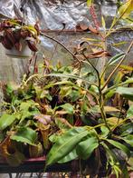 Verschillende Nepenthes soorten., Tuin en Terras, Planten | Tuinplanten, Ophalen of Verzenden, Overige soorten, Volle zon