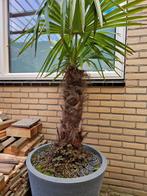 Palmboom Inc. Pot, Volle zon, Ophalen, Palmboom, 100 tot 250 cm