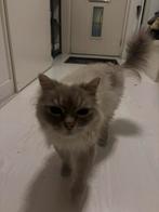Kat gratis op te halen, Dieren en Toebehoren, Katten en Kittens | Raskatten | Langhaar, Kater, Ontwormd, 6 jaar of ouder